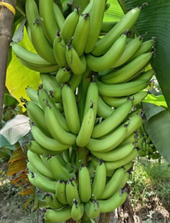 Fresh Cavendish G9 Banana - CROP Capital - India